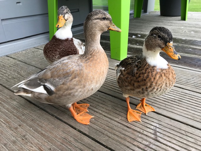 eendjes
