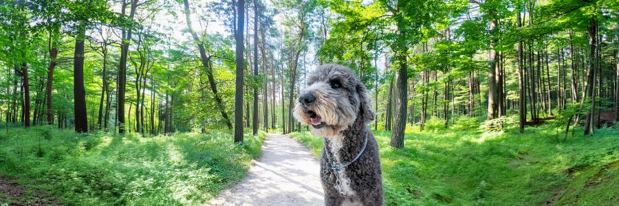 BO-Tommy in het bos breed