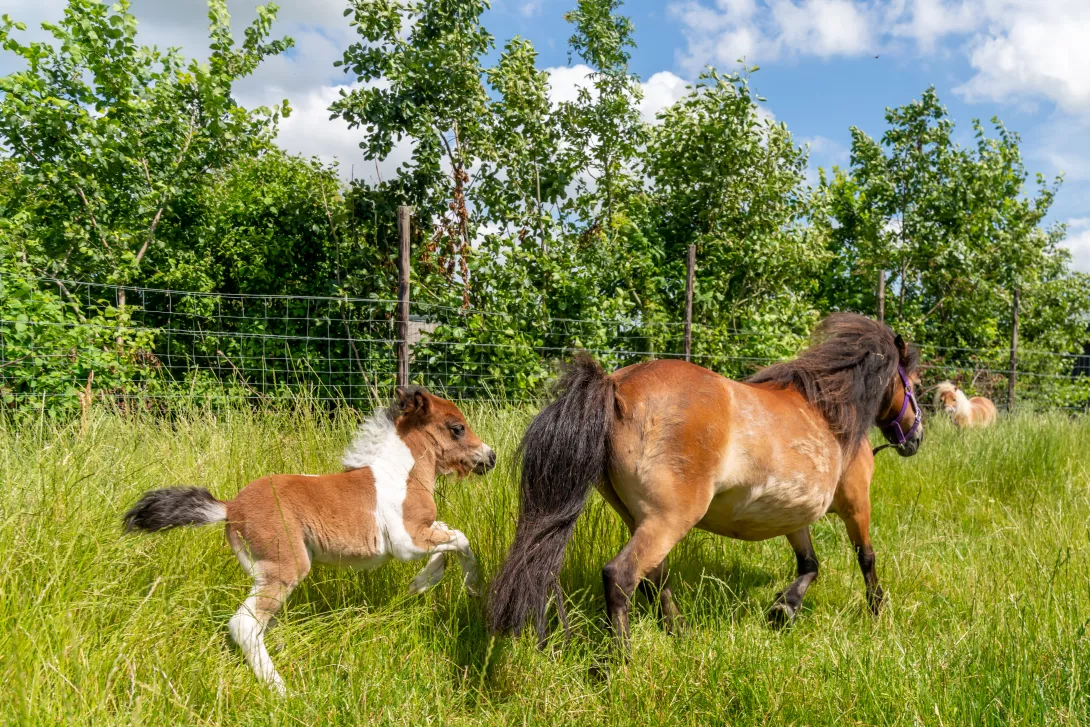 Ponies